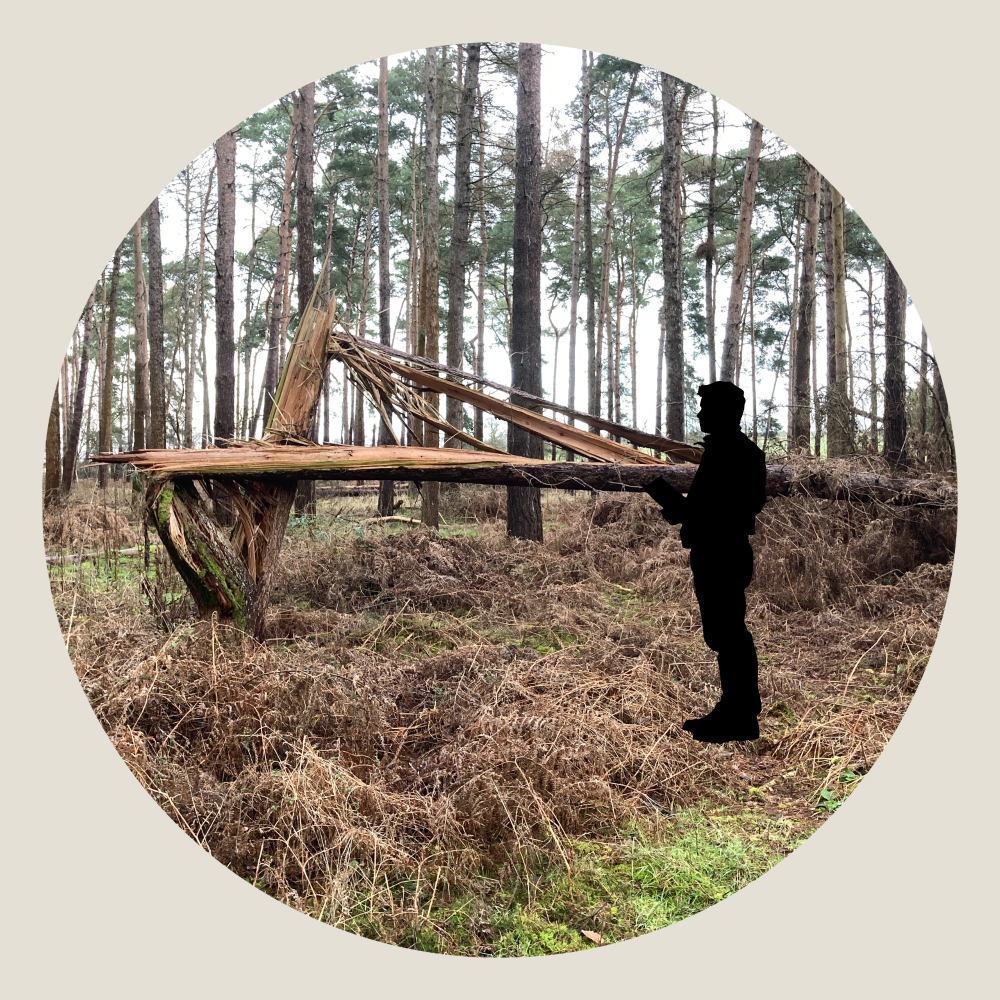 An image of a tree that has split up the trunk and fallen with a silhouette of a person surveying the tree.